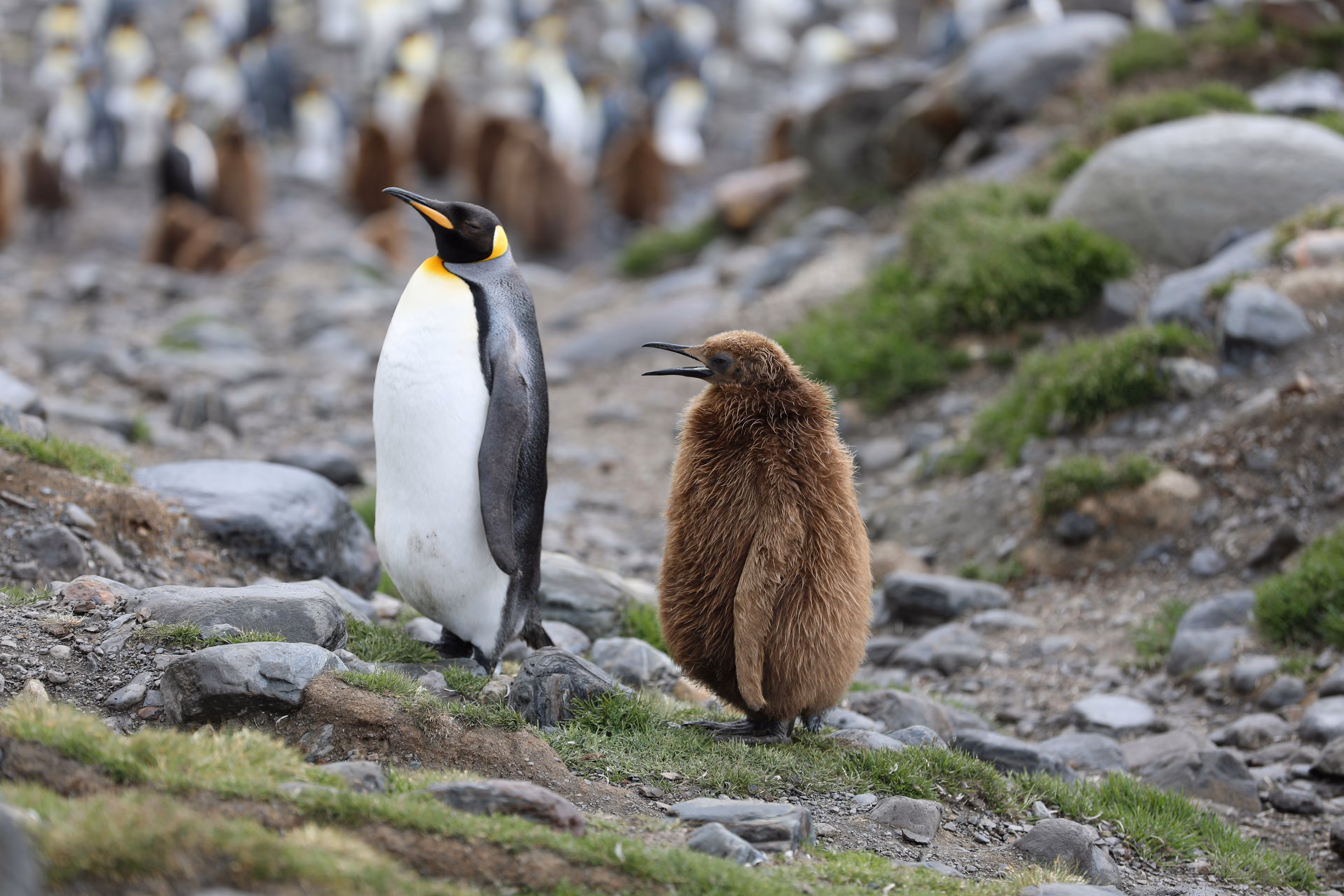 Antarctica, South Georgia, and the Falklands