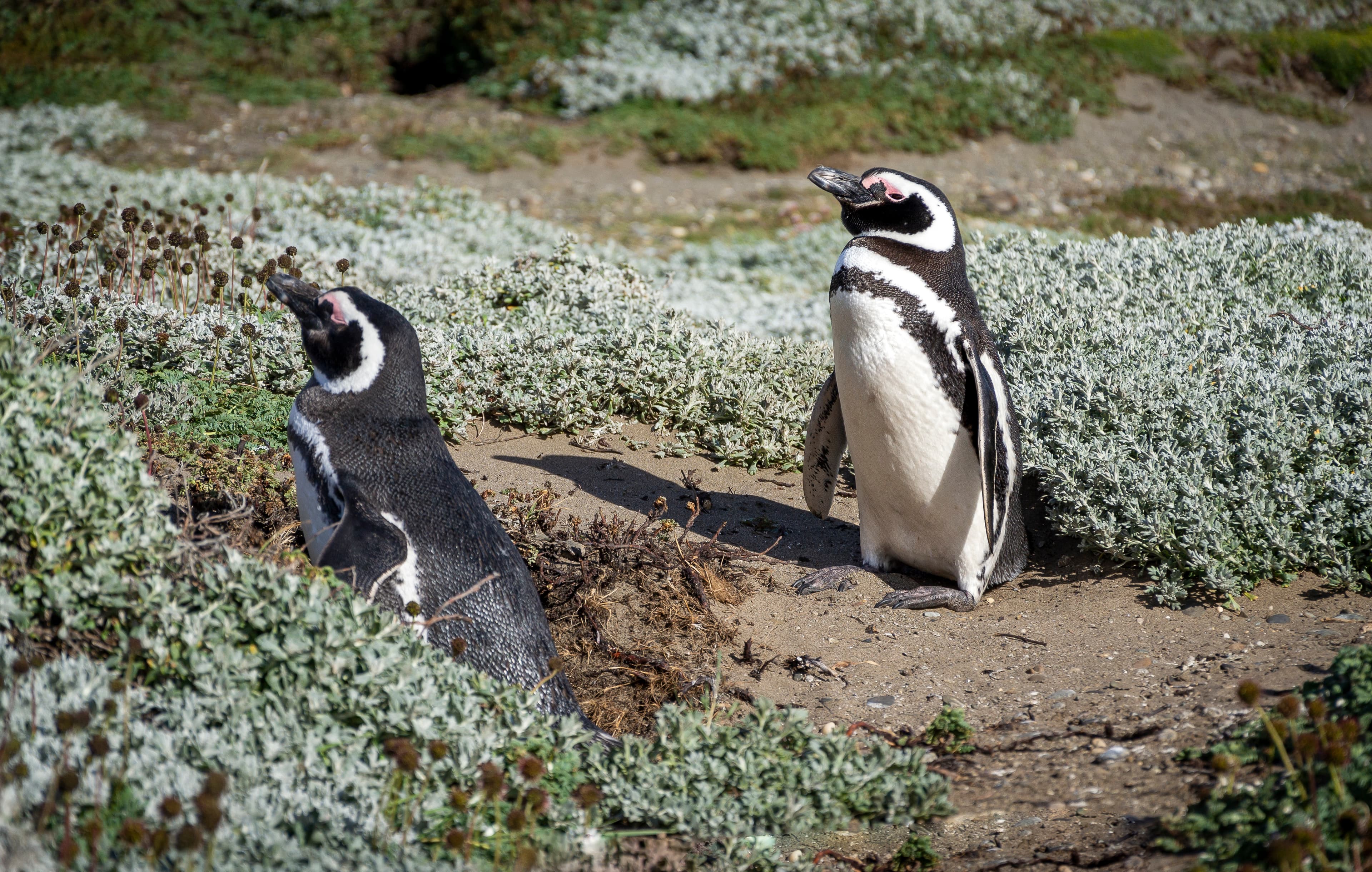 Chilean Fjords—Discovering the Heart of Patagonia | Southbound