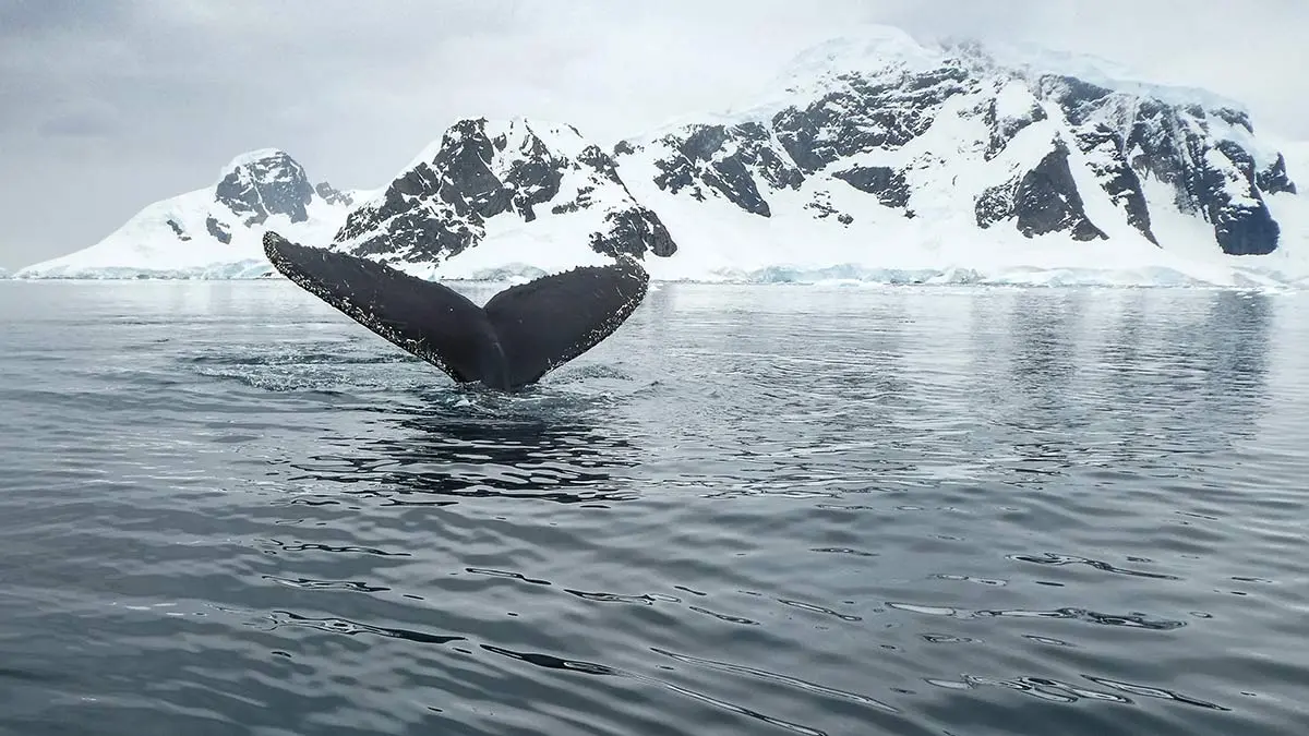 King George Island to King George Island